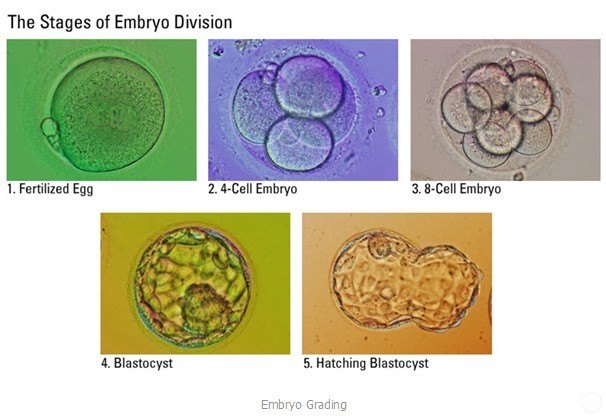 The Stages of Embryo Division